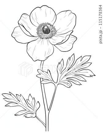 This easy-to-color image features a simple and elegant outline of a beautiful anemone flower. 115178364