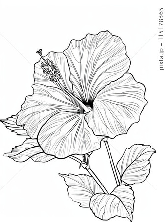 This is a free printable coloring page featuring a hibiscus flower. This easy coloring page. 115178365