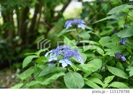 ヤマアジサイ「黒姫」 115178786