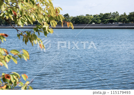 浜寺公園の風景 浜寺公園の風景 115179493