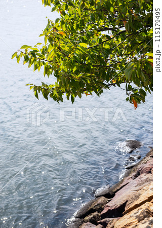 浜寺公園の風景 浜寺公園の風景 115179495