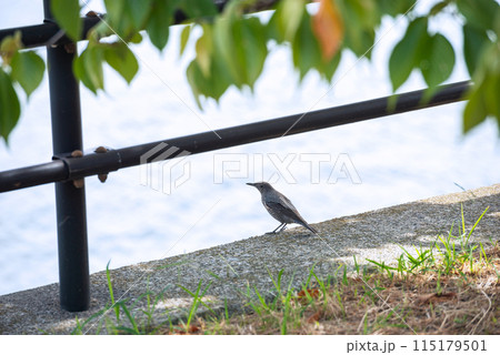 浜寺公園の風景 115179501