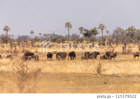 Wildebeest in the Okavango Delta 115179522