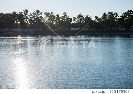 浜寺公園の風景 浜寺公園の風景 115179565