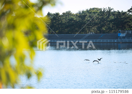 浜寺公園の風景 115179586
