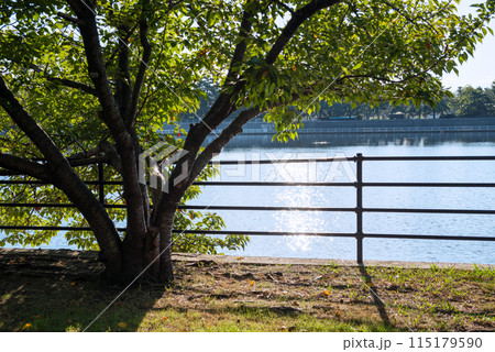 浜寺公園の風景 115179590