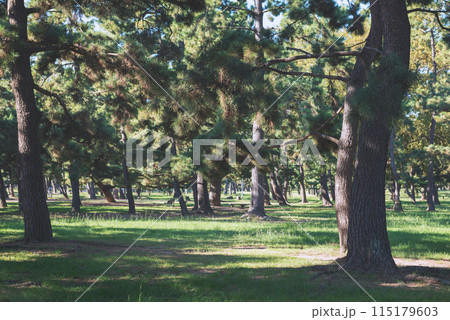 浜寺公園の風景 115179603