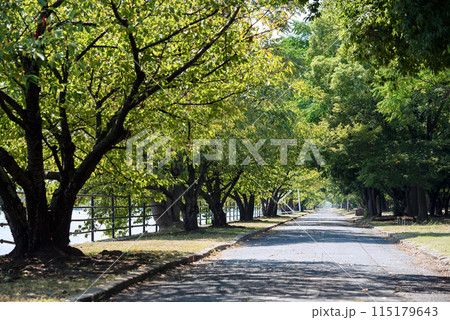 浜寺公園の風景 浜寺公園の風景 115179643