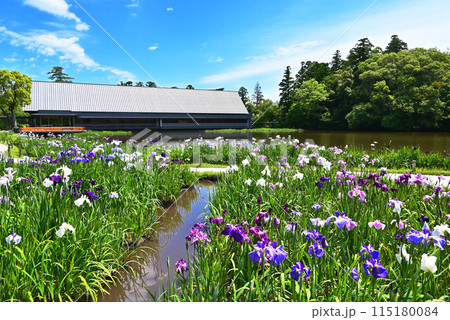 花菖蒲咲く勾玉池　伊勢神宮　せんぐう館と花菖蒲　伊勢志摩観光スポット 115180084