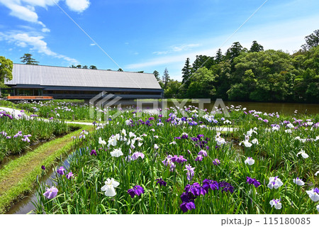 花菖蒲咲く勾玉池　伊勢神宮　せんぐう館と花菖蒲　伊勢志摩観光スポット 115180085