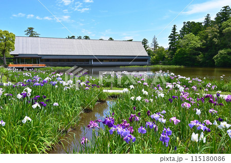 花菖蒲咲く勾玉池　伊勢神宮　せんぐう館と花菖蒲　伊勢志摩観光スポット 115180086