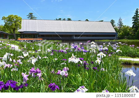 花菖蒲咲く勾玉池　伊勢神宮　せんぐう館と花菖蒲　伊勢志摩観光スポット 115180087