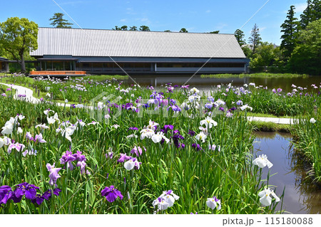 花菖蒲咲く勾玉池 伊勢神宮 せんぐう館と花菖蒲 伊勢志摩観光スポット 花菖蒲咲く勾玉池 伊勢神宮 せんぐう館と花菖蒲 伊勢志摩観光スポット 115180088