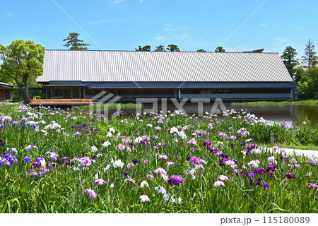 花菖蒲咲く勾玉池　伊勢神宮　せんぐう館と花菖蒲　伊勢志摩観光スポット 115180089