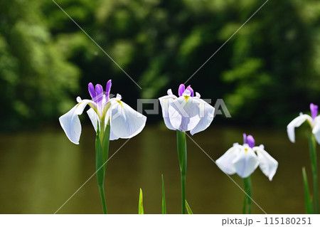 花菖蒲が咲く勾玉池 水辺に咲くハナショウブ 外宮勾玉池の花しょうぶ 花菖蒲が咲く勾玉池 水辺に咲くハナショウブ 外宮勾玉池の花しょうぶ 115180251