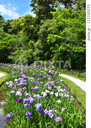 花菖蒲が咲く勾玉池 外宮勾玉池の花しょうぶ 水辺に咲くハナショウブ 伊勢志摩観光スポット 花菖蒲が咲く勾玉池 外宮勾玉池の花しょうぶ 水辺に咲くハナショウブ 伊勢志摩観光スポット 115180253