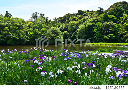 花菖蒲が咲く勾玉池　外宮勾玉池の花しょうぶ　水辺に咲くハナショウブ　伊勢志摩観光スポット 115180255