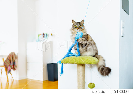 domestic gray cat plays with toy while sitting on cat tree domestic gray cat plays with toy while sitting on cat tree 115180385