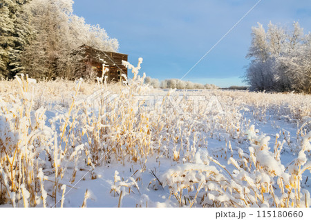 Lonely abandoned old wooden barn is standing in the field covered with snow near trees in hoarfrost, sunny winter day. Lonely abandoned old wooden barn is standing in the field covered with snow near trees in hoarfrost, sunny winter day. 115180660