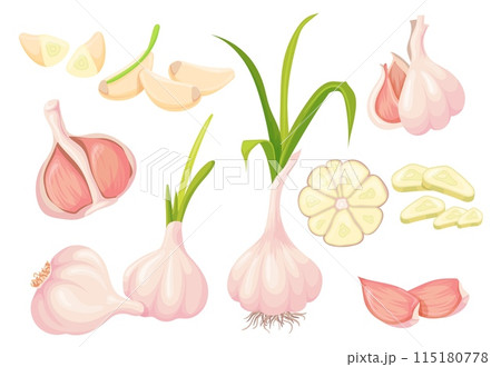 Cartoon fresh garlic. Garlics bulb raw plant and slicing chopped half peeled vegetable head, natural white seasoning healthy food vegetables neat vector illustration Cartoon fresh garlic. Garlics bulb raw plant and slicing chopped half peeled vegetable head, natural white seasoning healthy food vegetables neat vector illustration 115180778