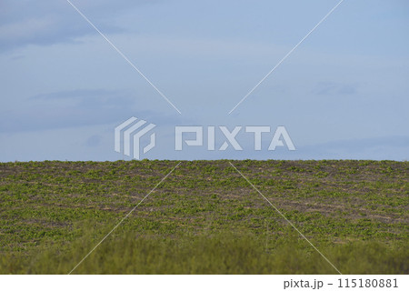The horizon of a green rural field. The blue sky. 115180881