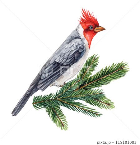 Cardinal Bird, Red Cardinal sitting on a spruce branch, Watercolor painting illustration red bird, watercolor Hand drawn 115181083