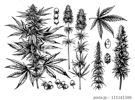Hemp ink sketch vector set. Bush cannabis seeds marijuana stems leaves smoking plant, illustration isolated on white background 115181166