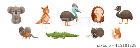 Cute Australian Animals and Endemic Fauna Vector Set 115181229