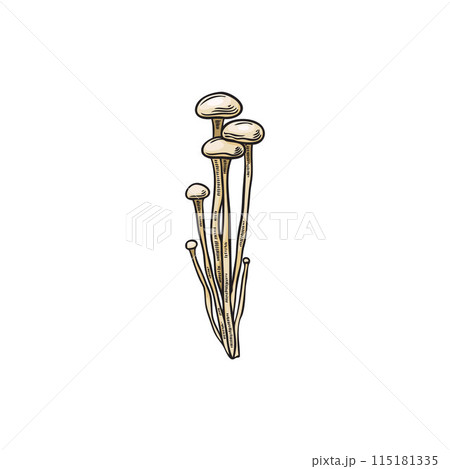 Enoki mushrooms bunch color hand drawn vector sketch, Asian raw healthy fungus, fungi natural organic vegan food 115181335