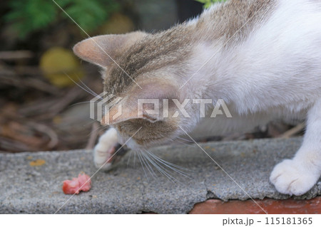 前足 猫 ねこ 115181365