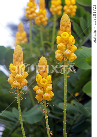 明るく 匂う 黄色 115181723