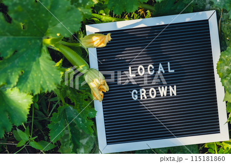 Letter board with text LOCAL GROWN on background of garden bed with zucchini. Organic farming, produce local vegetables concept. Supporting local farmers 115181860