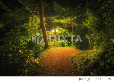 Mystical forest path at night in fog,...の写真素材 [115182079] - PIXTA