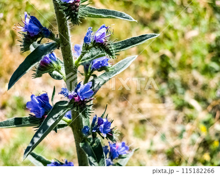 Echium plantagineum flower close up. Purple violet viper's bugloss or Paterson's curse, in the Boraginaceae family Echium plantagineum flower close up. Purple violet viper's bugloss or Paterson's curse, in the Boraginaceae family 115182266