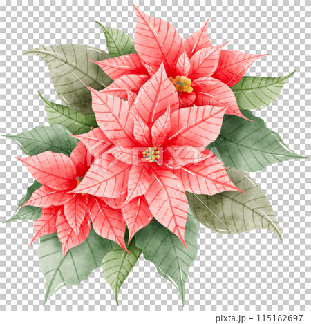 Watercolor Hand drawn illustration Christmas compositions with poinsettia flowers bouquet for holiday invitation, card design clipart print new year decor for print, label, invitation design  115182697