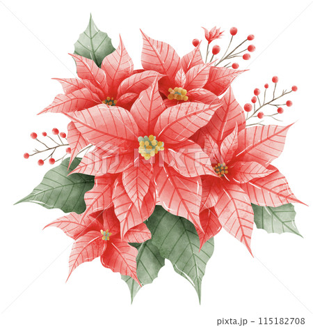 Watercolor Hand drawn illustration Christmas compositions with poinsettia flowers bouquet for holiday invitation, card design clipart print new year decor for print, label, invitation design Watercolor Hand drawn illustration Christmas compositions with poinsettia flowers bouquet for holiday invitation, card design clipart print new year decor for print, label, invitation design 115182708