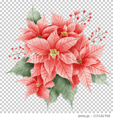 Watercolor Hand drawn illustration Christmas compositions with poinsettia flowers bouquet for holiday invitation, card design clipart print new year decor for print, label, invitation design Watercolor Hand drawn illustration Christmas compositions with poinsettia flowers bouquet for holiday invitation, card design clipart print new year decor for print, label, invitation design 115182708