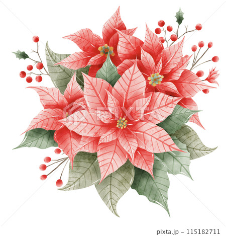 Watercolor Hand drawn illustration Christmas compositions with poinsettia flowers bouquet for holiday invitation, card design clipart print new year decor for print, label, invitation design  115182711