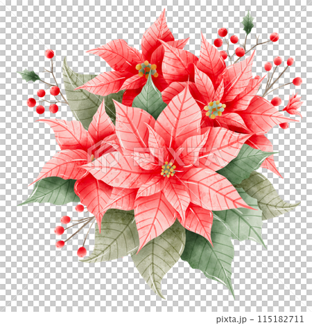 Watercolor Hand drawn illustration Christmas compositions with poinsettia flowers bouquet for holiday invitation, card design clipart print new year decor for print, label, invitation design  115182711