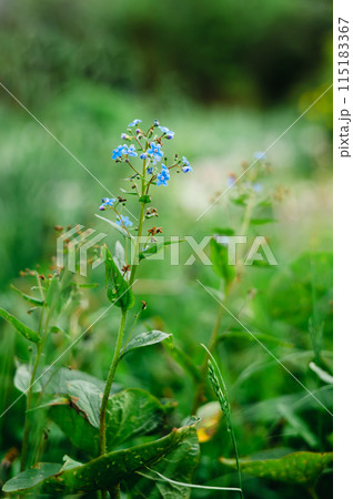 Microula stem with small blue flowers on a background of green grass in the garden in spring 115183367