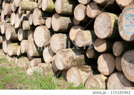 Pile of wood logs, closeup of clean cut of chopped firewood logs. Natural wooden background 115183462