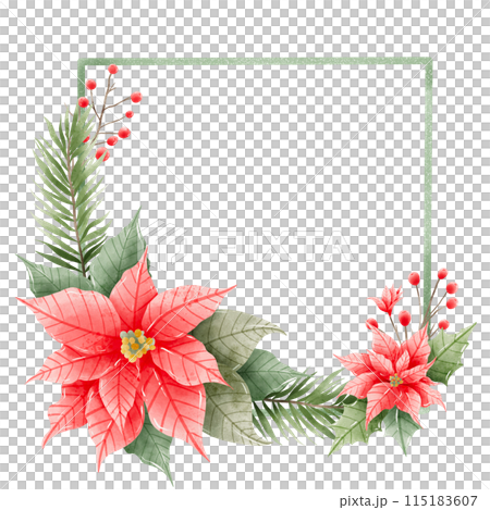 Watercolor Hand drawn illustration Christmas compositions with poinsettia flowers Frame for holiday invitation, card design clipart print new year decor for print, label, invitation design  115183607