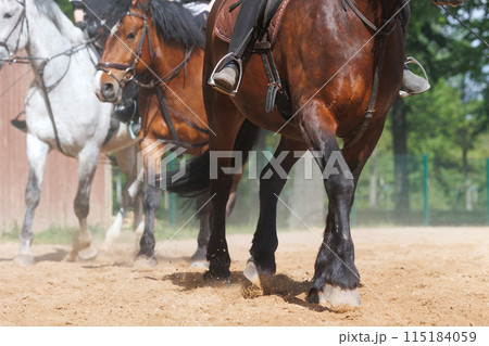 Horse riding school. Little children girls at group training equestrian lessons at outdoors ranch horse riding yard. Cute little beginner kid, closeup feet leg chestnut brown horse Horse riding school. Little children girls at group training equestrian lessons at outdoors ranch horse riding yard. Cute little beginner kid, closeup feet leg chestnut brown horse 115184059
