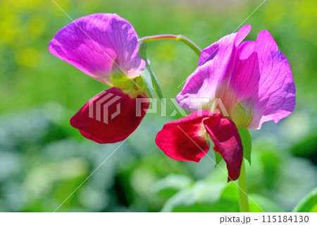 エンドウ豆の花 115184130