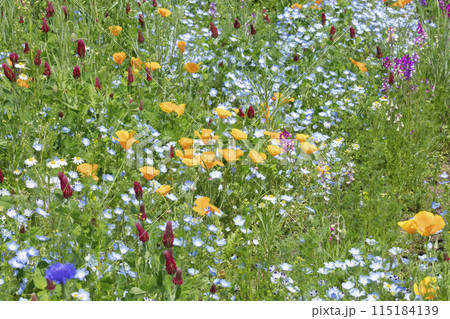 花壇の花 115184139