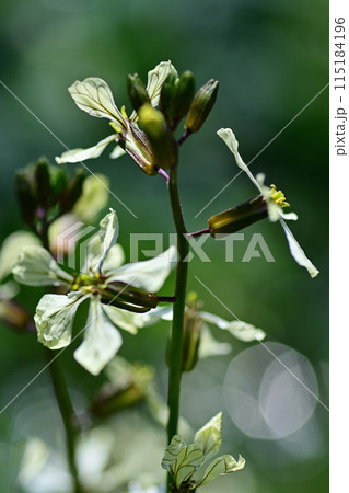 ルッコラの花 115184196