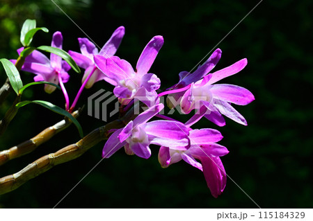 セッコク（雷山） 115184329