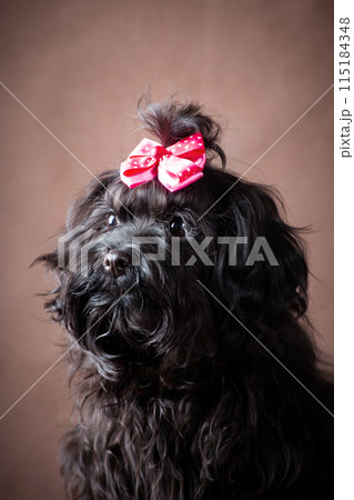A small black decorative dog of the Russian Colored lapdog breed A small black decorative dog of the Russian Colored lapdog breed 115184348