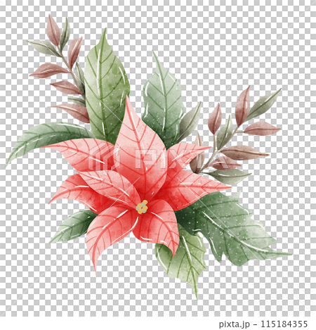 Watercolor Hand drawn illustration Christmas compositions with poinsettia flowers bouquet for holiday invitation, card design clipart print new year decor for print, label, invitation design  115184355