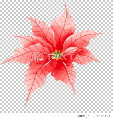 Watercolor Hand drawn illustration Christmas red poinsettia flowers for holiday invitation, card design clipart print new year decor for print, label, invitation design   115184391
